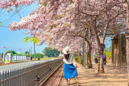 臺南九重葛、麝香木「大爆花」 木棉、蜀葵、花旗接力登場
