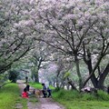 彰化春日限定遊玩攻略 浪漫花海、美食、特色活動一次玩透