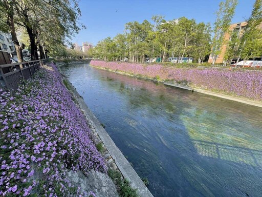 綠川興大段紫色蔓性馬纓丹盛開 為市容增添浪漫氛圍