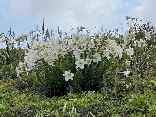 北海岸野百合盛開 邀您共賞花海美景 低碳旅遊迎接初夏好時光!