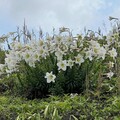北海岸野百合盛開 邀您共賞花海美景 低碳旅遊迎接初夏好時光！