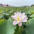 2025白河蓮花季熱鬧登場 賞花、逛市集、嚐美食