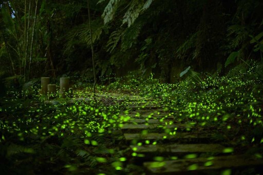 新北微笑山線「和美山碧潭擺渡+賞螢」浪漫啟航