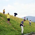 大湖限定農遊三重奏 吃桃李、賞金針、認識天敵一次到位