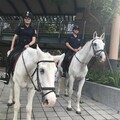 白馬派對的白馬騎警 侯友宜打造世界壯年運動會標竿