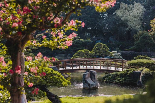 粉紅花海夢幻綻放 成美文化園夏日浪漫登場