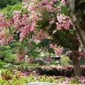 粉紅花海夢幻綻放 成美文化園夏日浪漫登場