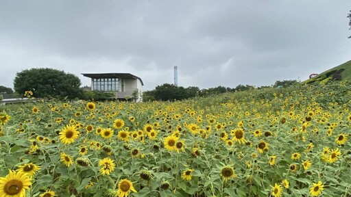 阿勃勒、向日葵盛開中 金黃色花海超好拍