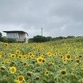 阿勃勒、向日葵盛開中 金黃色花海超好拍