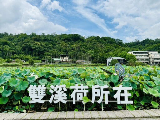夏日賞荷踏青訪古蹟 漫遊新北荷花秘境「雙溪上林荷花田」