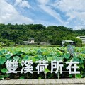 夏日賞荷踏青訪古蹟 漫遊新北荷花秘境「雙溪上林荷花田」