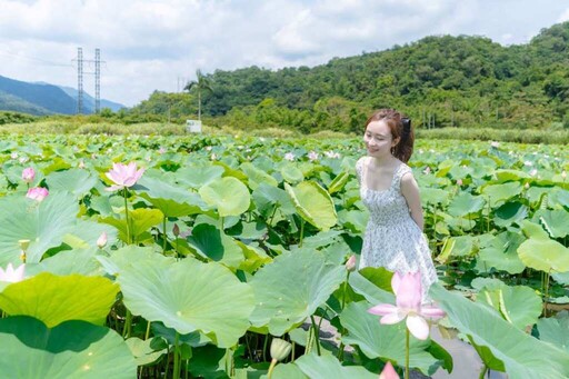雙溪荷花盛開 美拍3秘訣拍出荷花優雅美照