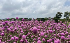 紫粉色花海浪漫爆棚 后里環保公園千株「圓仔花」盛開