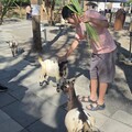 嘉義縣親子旅 暢玩自駕遊程懶人包