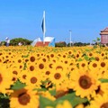 大佳河濱花海衝一波 18萬盆金黃向日葵陸續盛開