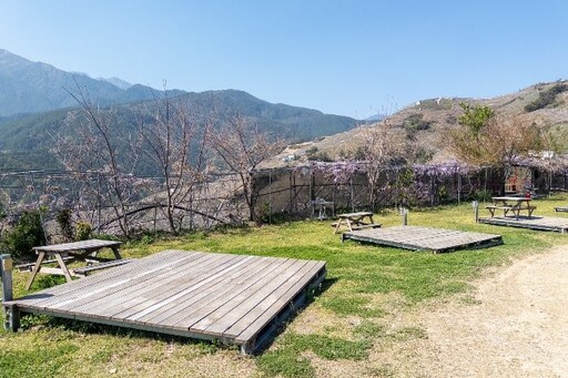 把握最佳賞花期限 上傳合照再送泡湯券