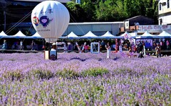 苗栗獅潭鄉仙草花節登場 浪漫紫色花海就像普羅旺斯
