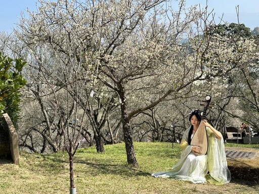 梅山公園梅花正燦爛綻放 林俊謀鄉長歡迎來賞花
