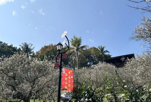 梅山公園梅花正燦爛綻放 林俊謀鄉長歡迎來賞花