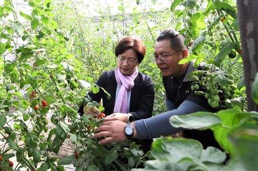 花壇青農唐炯凱勇奪小果番茄全國冠軍 品嚐小果番茄正當季