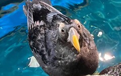 屏東海生館鳳頭海鸚鵡 浪漫又專情的代表生物