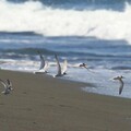 燕鷗繁殖季即將到來 海保署呼籲遵守「四不一要」共同守護燕鷗家族