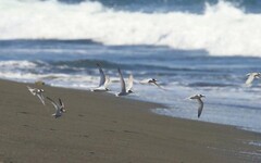 燕鷗繁殖季即將到來！ 海保署呼籲遵守「四不一要」共同守護燕鷗家族