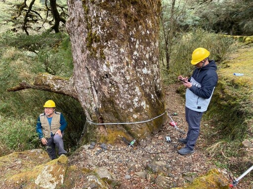 玉管處與臺大實驗林管理處聯手 保護塔塔加900歲大鐵杉