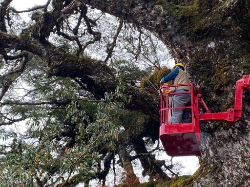 玉管處與臺大實驗林管理處聯手 保護塔塔加900歲大鐵杉