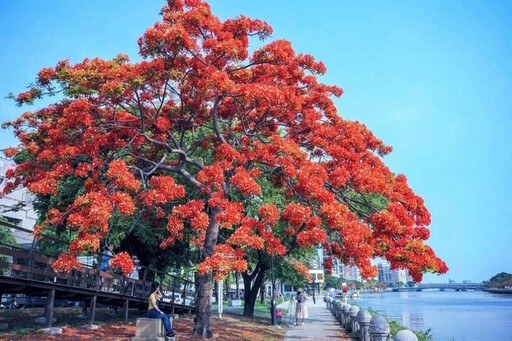 高雄鳳凰花盛開 520浪漫情人遊愛河