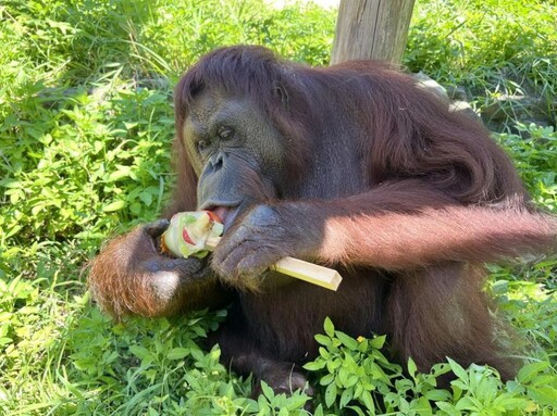 壽山動物園紅毛猩猩咪咪安詳離世保育員悼念不捨