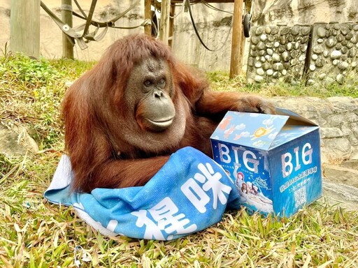 壽山動物園紅毛猩猩咪咪安詳離世保育員悼念不捨