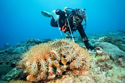 海管處招募海洋志工搶救東沙珊瑚