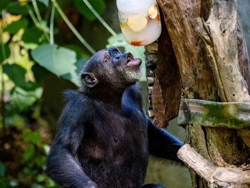 吃冰玩水樣樣來！壽山動物園動物消暑大作戰