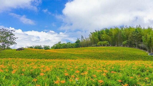 花蓮金針花季隆重登場 邀您一同賞花共度夏日時光