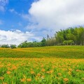 花蓮金針花季隆重登場 邀您一同賞花共度夏日時光