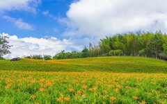 花蓮金針花季隆重登場 邀您一同賞花共度夏日時光