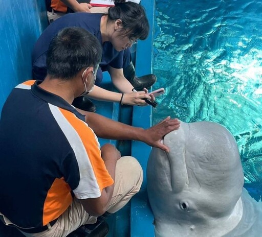 屏東海生館迎接海豹換毛期 海洋生物眼睛健康成焦點