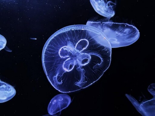 屏東海生館與日本加茂水族館簽署合作 水母復育成果豐碩