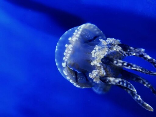 屏東海生館與日本加茂水族館簽署合作 水母復育成果豐碩