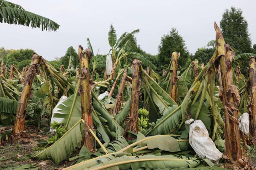 農作物不敵康芮強風大雨蹂躪 呼籲中央公告雲林全品項免現勘救助區