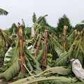 農作物不敵康芮強風大雨蹂躪 呼籲中央公告雲林全品項免現勘救助區