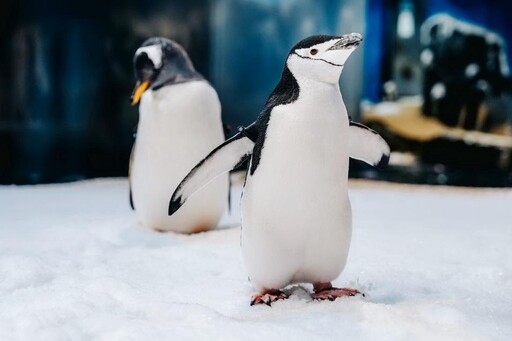 屏東海生館「海寶大冒險」派對 帶領民眾夜探水族館