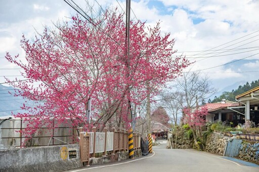 南投信義鄉櫻花季活動 「花與茶的饗宴」登場