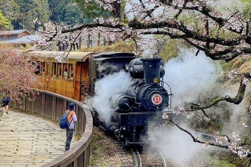 阿里山賓館推櫻花限定主題房、日式和服體驗 蒸汽火車即將開放訂票