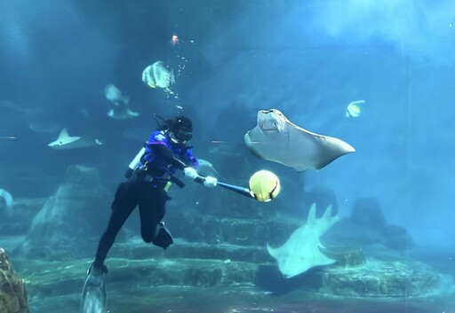 WBC水下經典賽花蓮提前開打 海洋公園為台灣隊加油