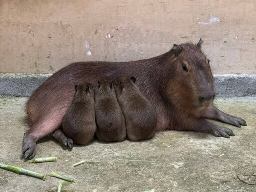 高雄壽山動物園新春迎喜 水豚與迷你驢家族喜添丁