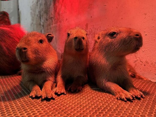 高雄壽山動物園新春迎喜 水豚與迷你驢家族喜添丁