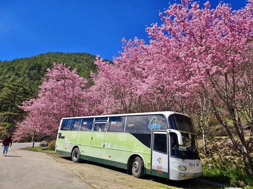 武陵櫻花季接駁專車疏運破5500人次 中市228連假接駁奏效