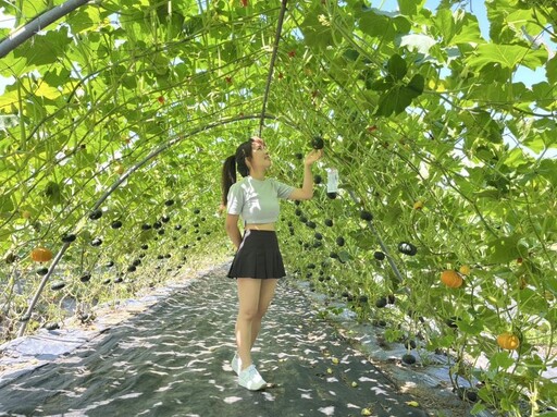 全台最長南瓜隧道 9座五彩隧道開放免費參觀
